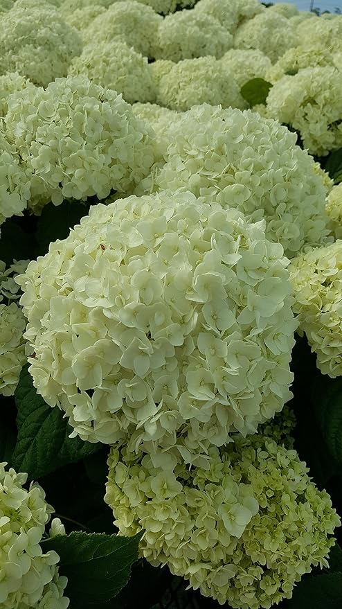 Hydrangea arb. 'Annabelle' (Smooth Hydrangea) Shrub, white mophead flowers, #3 - Size Container