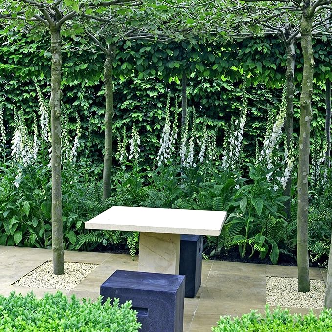 Outsidepride 5000 Seeds Biennial Digitalis Foxglove White Flower Seeds for Planting