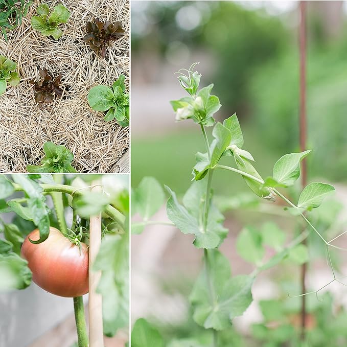 Sereniseed Certified Organic Vegetable Seeds (10-Pack) – Non GMO, Open Pollinated - Basil, Snap Pea, Broccoli, Bean, Jalapeno, Tomato, Lettuce, Cucumber, Carrot, Zucchini Seeds for Planting