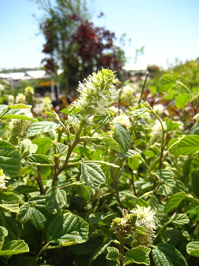 American Beauties Native Plants - Fothergilla major (Large Fothergilla) Shrub, white flowers, #2 - Size Container