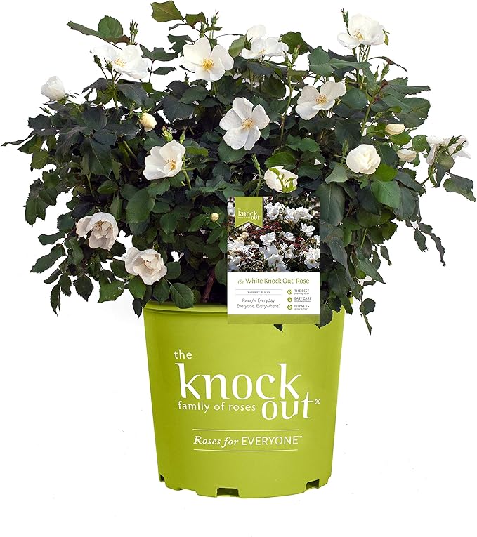 Green Promise Farms Rosa Knock Out` (Reblooming) Rose, 2 Size Container, white flower