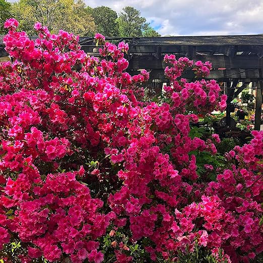 Nelson Azalea & All Acid Loving Plant Food Huge Blooms Jasmines Roses Camellias Gardenias NutriStar (15 lb.)