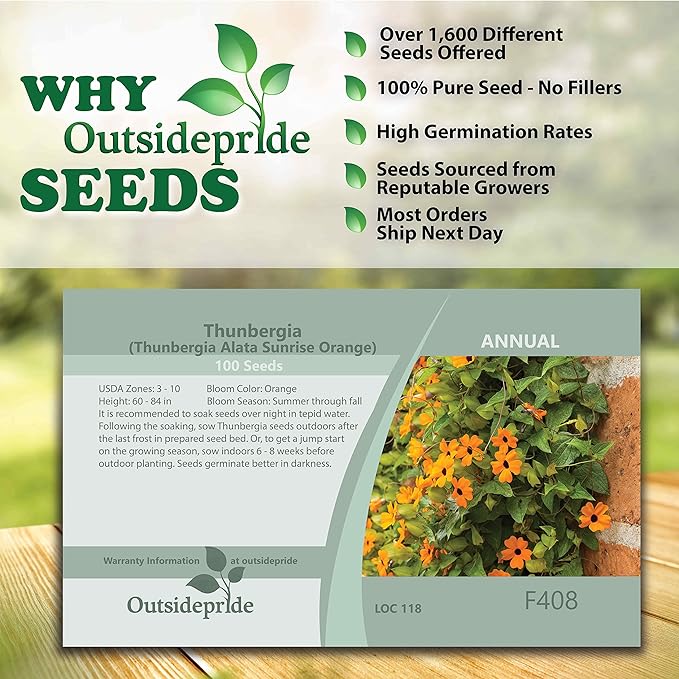 Outsidepride 200 Seeds Annual Orange Thunbergia Black-Eyed Susan Vine Flower Seed for Planting