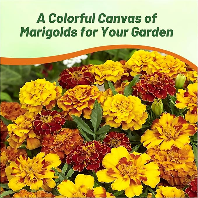 Outsidepride French Marigold Seeds Mix - 1000 Pcs Annual, Compact, Heat & Drought Tolerant Flower Seeds for Planting w/Orange & Yellow Prolific Blooms, Ideal for Vibrant Pollinator Gardens
