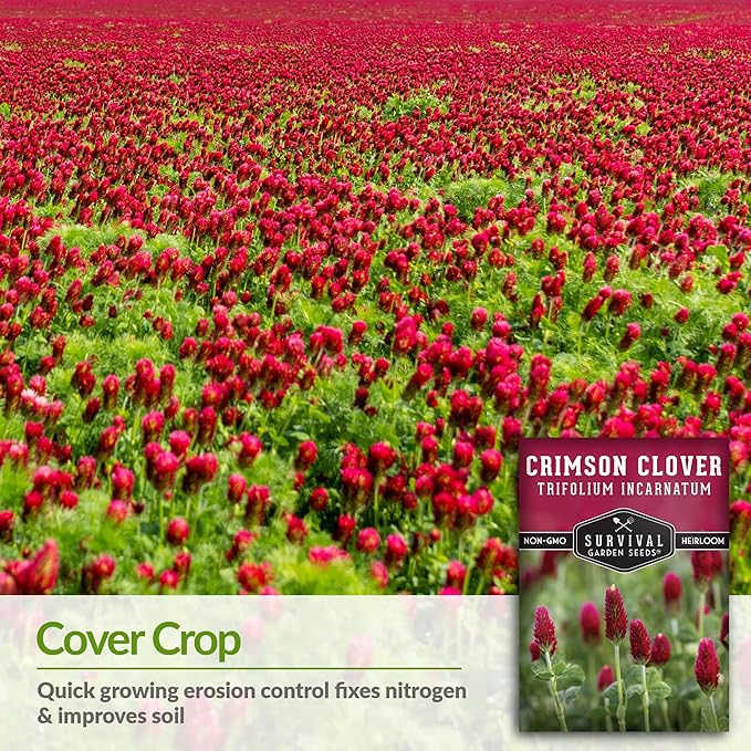 Crimson Clover Seed for Planting - 5 Packets with Instructions to Plant & Grow Flowers or Cover Crop in Your Home Vegetable Garden - Non-GMO Heirloom Variety - Survival Garden Seeds