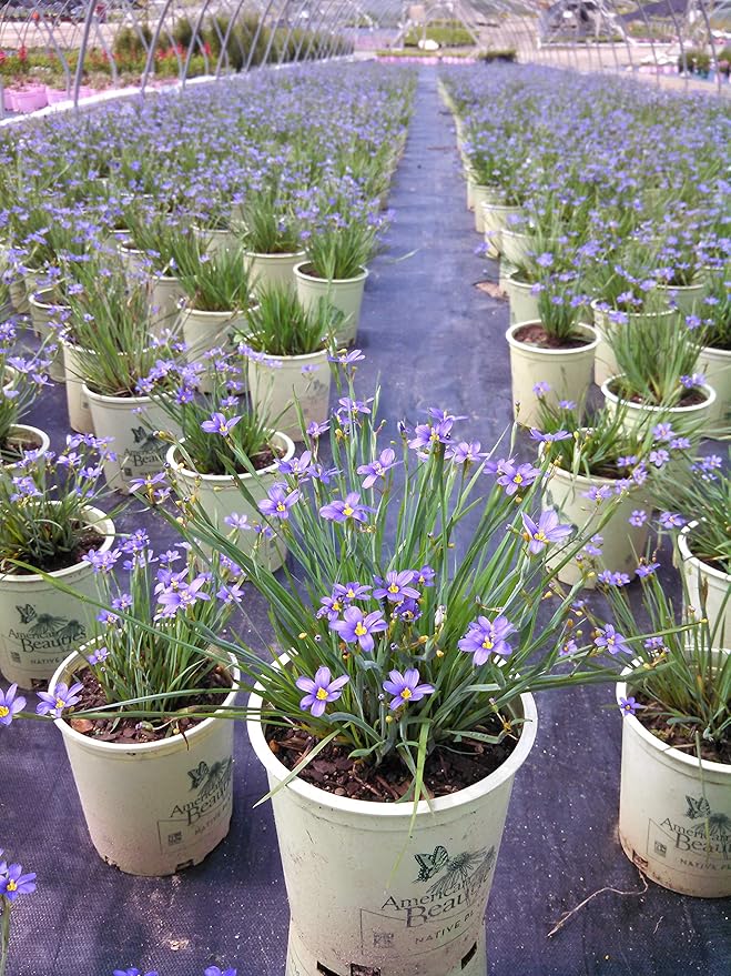 American Beauties Native Plants Sisyrinchium angust. 'Lucerne' (Blue-Eyed Grass) Perennial, 1-Size Container, Purple Flowers