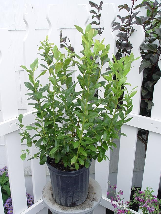 Vaccinium corymbosum 'Patriot' (HighBush Blueberry) Edible-Shrub, #2 - Size Container