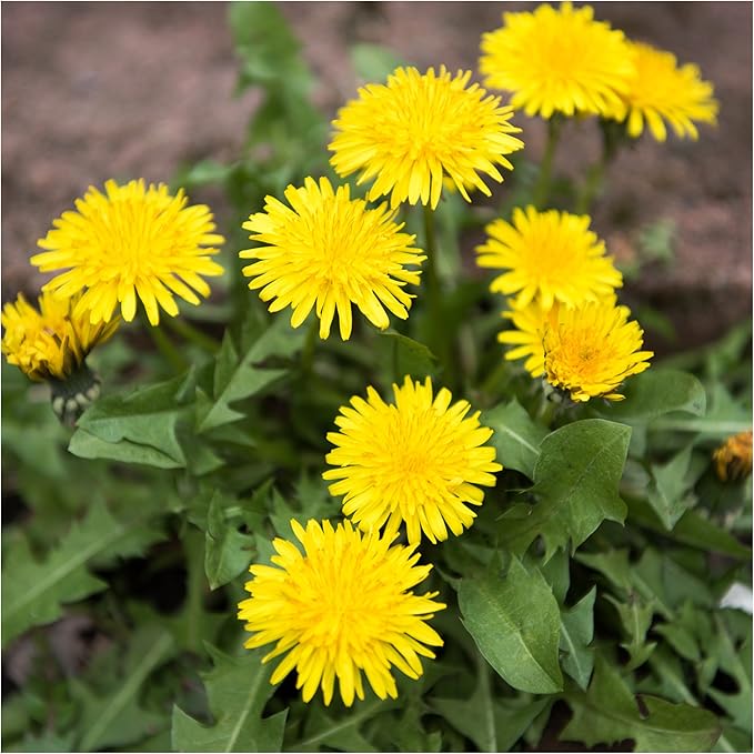 Seed Needs 10,000+ Common Dandelion Herb Seeds for Planting - Non-GMO, Heirloom & Untreated - Organically Grow a Home Grown Herb & Vegetable Garden (Bulk) Great for Salads
