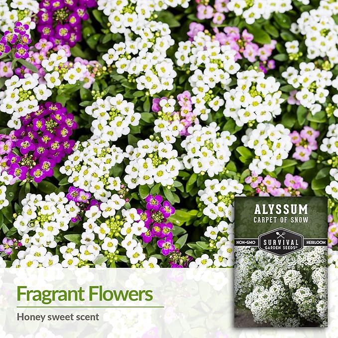5 Packs Carpet of Snow Alyssum Seed for Planting with Instructions to Grow Lobularia maritima in Your Home Flower or Vegetable Garden - Non-GMO Heirloom - Survival Garden Seeds