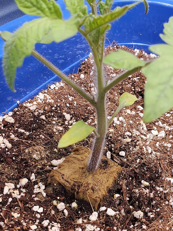 Voulosimi Horticultural Organic Perlite Soil Amendment for Plants and Enhanced Drainage Enhanced,Indoor & Outdoo (10QT, 1/4 inch)