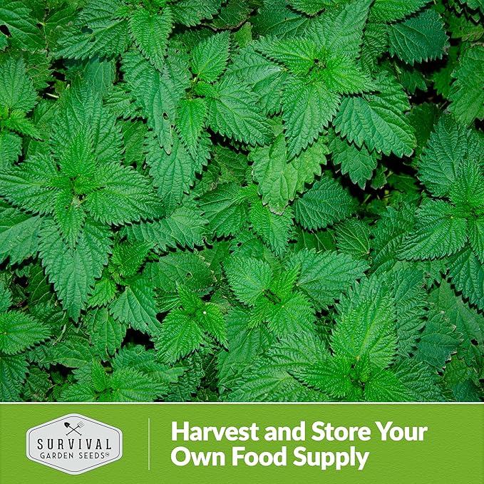 Stinging Nettle Seed for Planting - 1 Packet with Instructions to Plant and Grow Medicinal Herb Common Stinging Nettle in Your Home Herb Garden - Non-GMO Heirloom Variety - Survival Garden Seeds