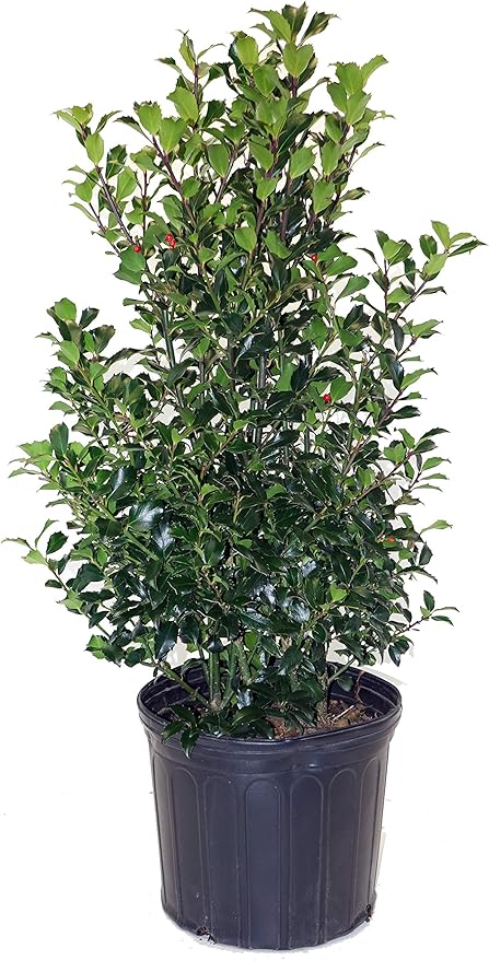 Ilex X meserveae 'Blue Maid' (Blue Holly) Evergreen, #3 - Size Container