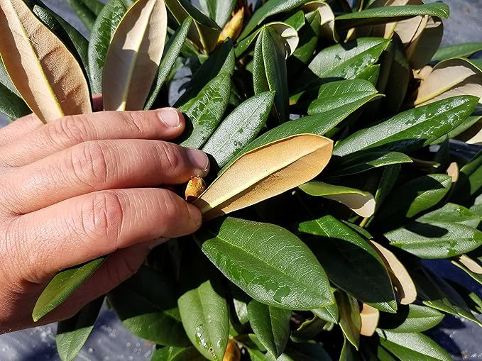 Rhododendron 'Mardi Gras' (Rhododendron) Evergreen, pale pink flowers, #2 - Size Container