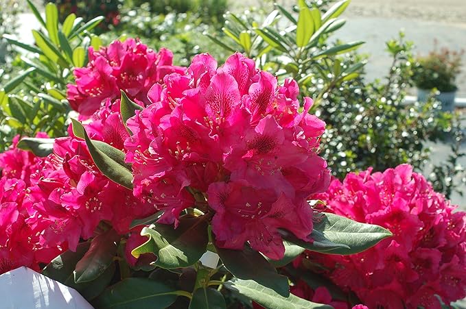 Rhododendron cat. 'Nova Zembla' (Rhododendron) Evergreen, red flowers, #2 - Size Container