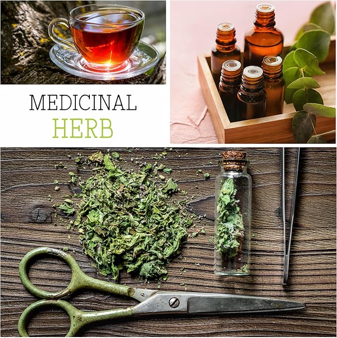 Seed Needs, Blue Hyssop Seeds - 500 Heirloom Seeds for Planting Hyssopus officinalis - Medicinal Herb for an Indoor/Outdoor Garden, Non-GMO & Untreated (2 Packs)