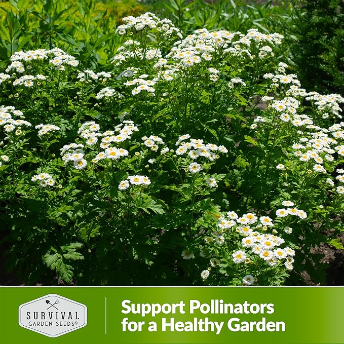 Feverfew Seeds for Planting - 1 Packet with Instructions to Plant and Grow Your Own Bachelor's Buttons in Your Home Vegetable or Herb Garden - Non-GMO Heirloom Variety - Survival Garden Seeds