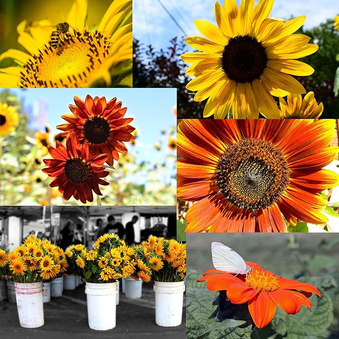 NatureZ Edge 2600+ Sunflower Seeds for Planting Bulk Variety Pack, Get More Sunflower Seeds to Plant, from Dwarf Sunflowers to Giant Sunflower Seeds, Includes Mammoth Sunflower Seeds, Non-GMO