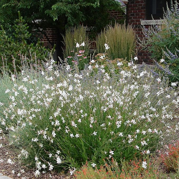 Outsidepride 400 Seeds Perennial Gaura Flower Seeds for Planting