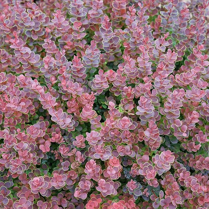 2 Gallon Proven Winner Sunjoy Mini Maroon Barberry Shrub