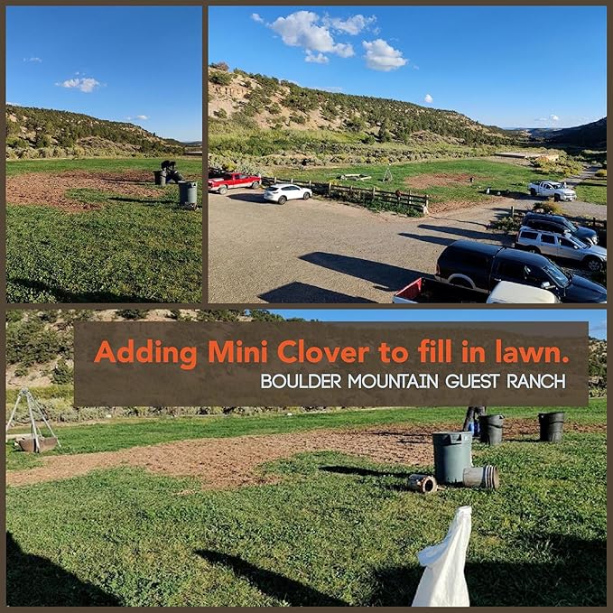 Micro Clover Seeds for Lawn-Microclover Seed for Planting - 5 Lb. Bulk ~2 Million Seeds - Drought-Tolerant Mini Clover Seed - Grass Alternative Miniclover Seeds for Lawn - Mountain Valley Seed Company