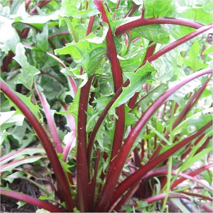 Seed Needs Garnet Stem Dandelion Seeds for Planting - Non-GMO, Heirloom & Untreated Edible Herbs - Organically Grow Your own Food for Tortoises, Rabbits & Bearded Dragons (1 Pack)