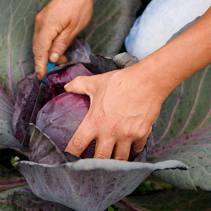 Organic Cabbage Seeds (Red Acre) - Approx 750 Seeds - Certified Organic, Non-GMO, Open Pollinated, Heirloom, USA Origin