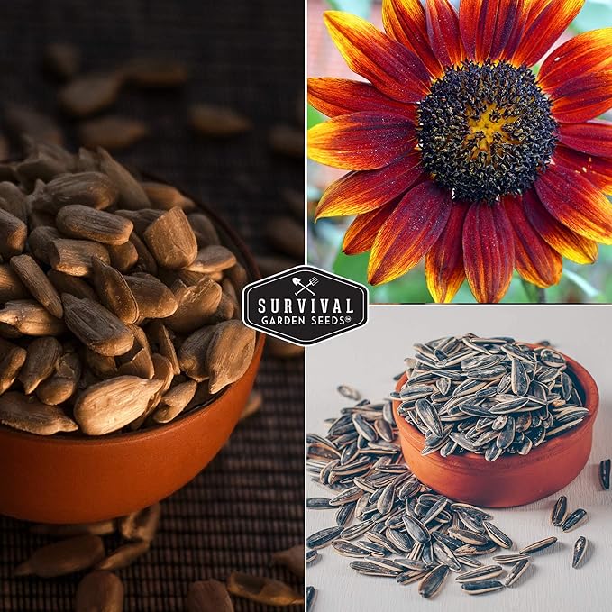 Survival Garden Seeds - Autumn Beauty Sunflower Seed for Planting - 3 Packs with Instructions to Plant and Grow Beautiful and Colorful Flowers in Your Home Vegetable Garden - Non-GMO Heirloom Variety