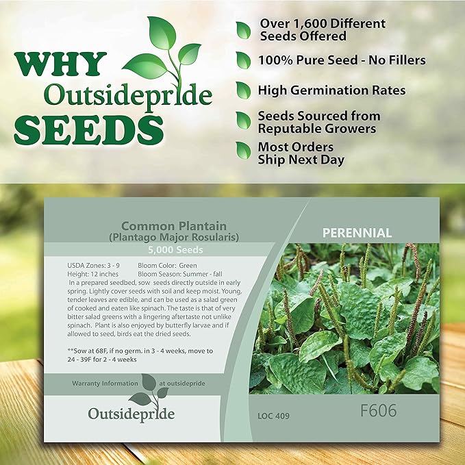 Outsidepride 5000 Seeds Perennial Common Green Plantain Herb Garden Seed for Planting