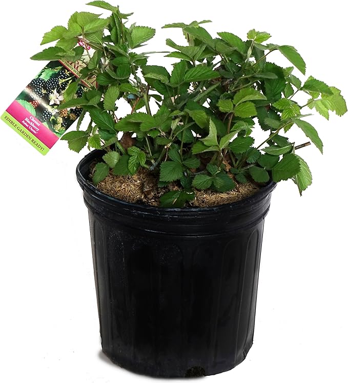 Rubus 'Chester' (Thornless Blackberry) Edible-Shrub, blackberry, #2 - Size Container