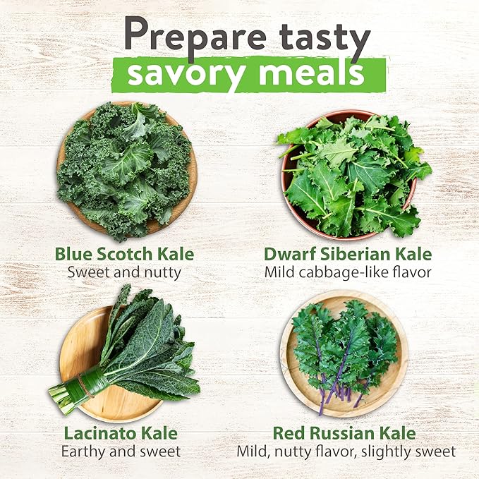 HOME GROWN 700+ Kale Seeds for Planting Outdoors or Hydroponics - Heirloom Leafy Greens Seeds 4 Variety Pack: Non-GMO Lacinato (Tuscan/Dino Kale), Blue Scotch, Dwarf Siberian, Red Russian Kale