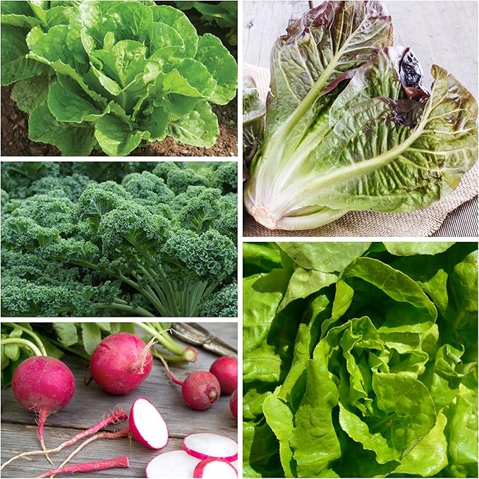 Seed Needs, Vegetable Seed Packet Collection Variety Pack (15 Varieties of Heirloom Vegetable Seeds for Planting) Organically Grow Your Own Produce