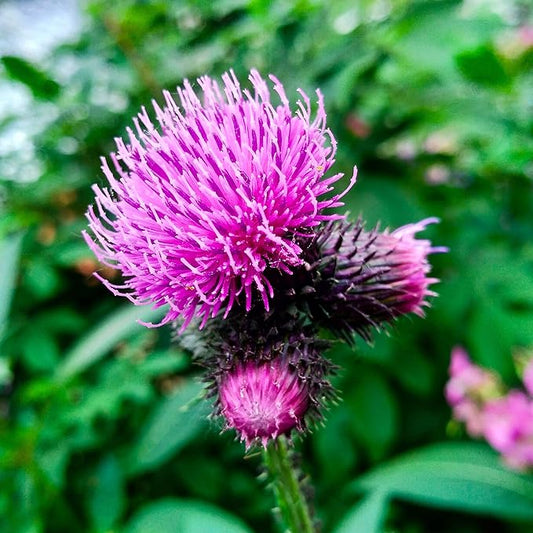 Outsidepride 2000 Seeds Biennial Arctium Lappa Burdock Herb Garden Seeds for Planting