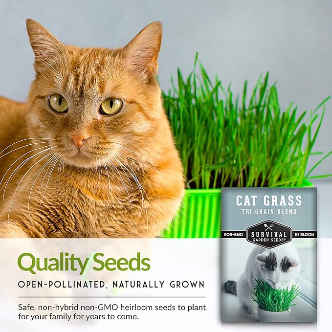 Cat Grass Seed for Planting - Packet with Instructions to Plant & Grow Greens for Your Pet Indoors or Outdoors in a Container or Garden - Non-GMO Heirloom Variety - Survival Garden Seeds