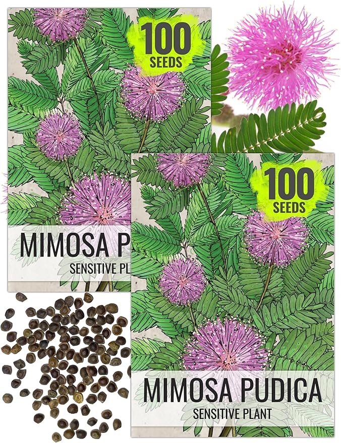 Seed Needs Sensitive Plant Seeds for Planting Mimosa pudica - Heirloom & Open Pollinated Annual Flowers - Pink Blooms with Leaves That React to Touch (2 Packs)