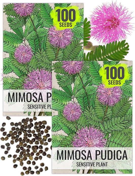Seed Needs Sensitive Plant Seeds for Planting Mimosa pudica - Heirloom & Open Pollinated Annual Flowers - Pink Blooms with Leaves That React to Touch (2 Packs)
