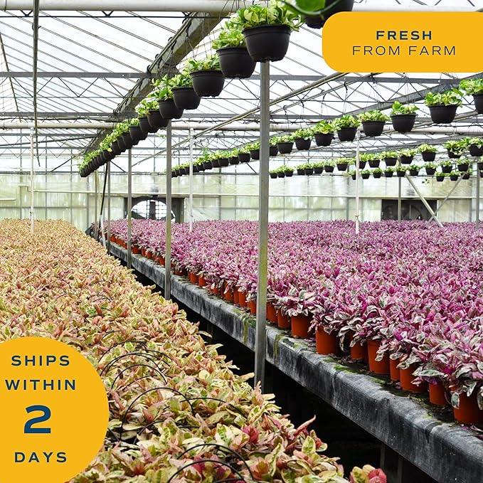 Costa Farms White Bird of Paradise, Live Indoor Plant in Boho Decor Plant Pot, Potting Soil Mix, Tropical Air Purifying Houseplant, Home and Office Decor, Unique Plant Gift, 3-4 Feet Tall