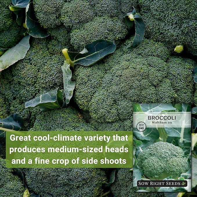 Sow Right Seeds - Waltham 29 Broccoli Seeds for Planting - Non-GMO Heirloom Packet with Instructions to Plant an Outdoor Home Vegetable Garden - Grow Your Own Fresh Green Broccoli - Great Gift (3)
