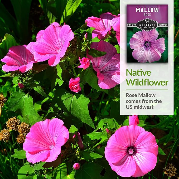 Survival Garden Seeds - Rose Mallow Seed for Planting - Packet with Instructions to Plant and Grow Bright Pink Native Wildflower in Your Home Vegetable Garden - Non-GMO Heirloom Variety - Rose Seeds
