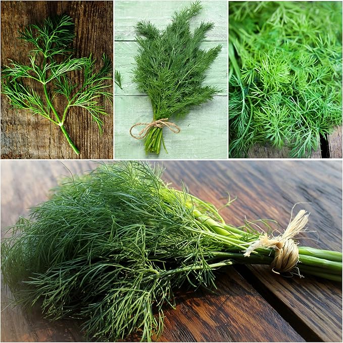 Seed Needs, Bouquet Dill Seeds - 250 Heirloom Seeds for Planting Anethum graveolens - Culinary Herb to Grow Indoors or Outdoors, Non-GMO & Untreated (5 Packs)