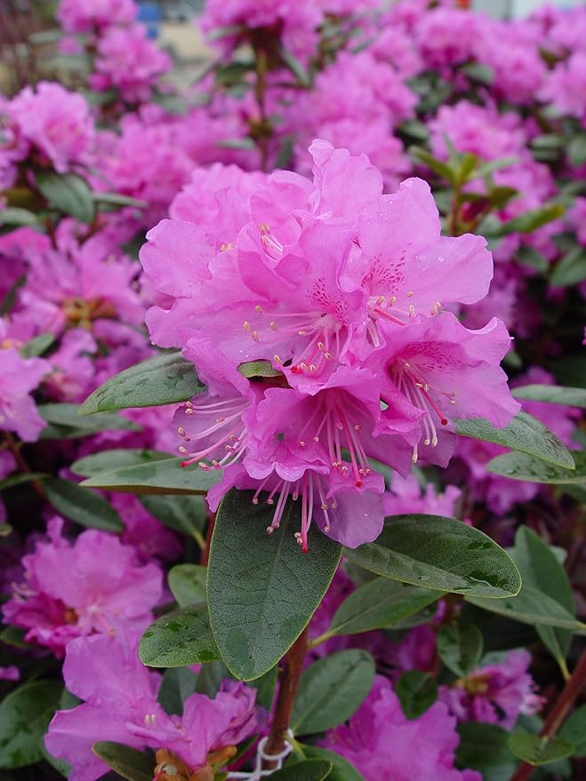 Green Promise Farms RHXPJE02 RHXPJE Live Plant, Rhododendron X PJM Elite Evergreen Lavender Flowers, 2 Gallon