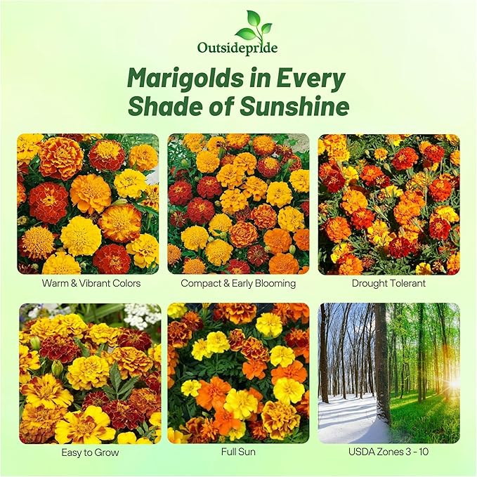Outsidepride French Marigold Seeds Mix - 1 Lb. Annual, Compact, Heat & Drought Tolerant Flower Seeds for Planting w/Orange & Yellow Prolific Blooms, Ideal for Vibrant Pollinator Gardens