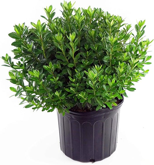 Azalea 'Girard's Fuchsia' (Azalea) Shrub, bright pink flowers, #3 - Size Container