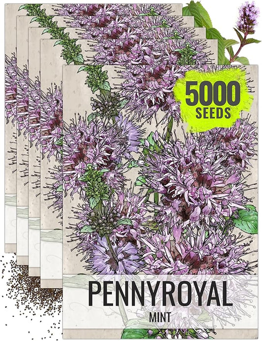 Seed Needs, Pennyroyal Mint Seeds - 1,000 Heirloom Seeds for Planting Mentha pulegium - Medicinal Herb Non-GMO & Untreated for Indoor/Outdoor Gardens (5 Packs)