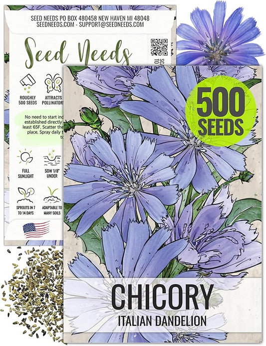 Seed Needs, Chicory Seeds - 500 Heirloom Seeds for Planting Cichorium intybus - Non-GMO & Untreated, Italian Dandelion (1 Pack)