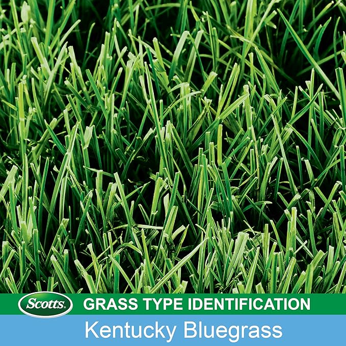 Scotts Turf Builder Grass Seed Kentucky Bluegrass Mix, Continuously Self-Repairs to Withstand Wear and Tear, 3 lbs.