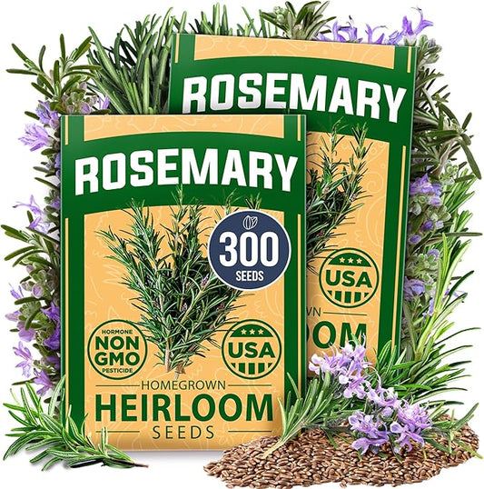 HOME GROWN Rosemary Seeds Pack - 300 High Germinating Non-GMO Heirloom Herb Seeds for Planting in Indoor or Outdoor Herb Gardens - USA Sourced (Salvia rosmarinus)