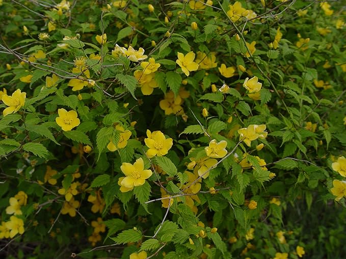Kerria japonica 'Golden Guinea' (Japanese Kerria) Shrub, yellow flowers, #2 - Size Container