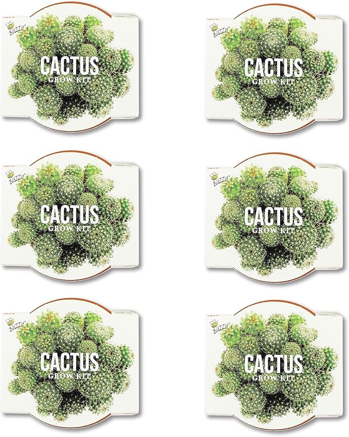 BUZZY Seeds Terracotta Mini Grow Pots | Herb, Plant, Flower Starter Kit for Kids & Adults | Mini Cactus 6-Pack, Daydream Collection | Guaranteed to Grow | Best Indoor Grow Your Own Plant