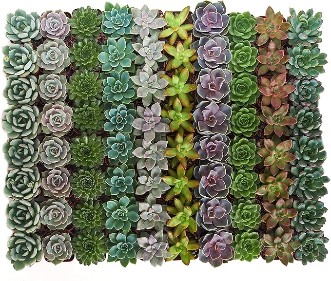 Shop Succulents Rosette Succulent Plant Pack Bulk Collection, Live Mini Succulent Plants, Low Maintenance, Floral Shaped Mix of Colors & Textures - Wedding and Party Favors, Gift & Garden, Pack of 256