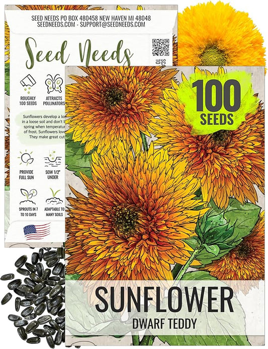 Seed Needs, Dwarf Teddy Sunflower Seeds - 100 Heirloom Seeds for Planting Helianthus annuus - Double Petaled Blooms, Attracts Pollinators/Butterflies (1 Pack)